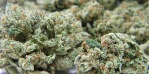 What You Need to Know About MMJ Certification in Arizona