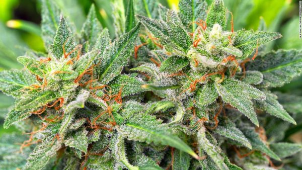 The Role of State Licensed Marijuana Dispensaries