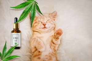 Concept of animal feed, vitamins with CBD oil and cannabis. Cute red kitten with a smile sleeps, hemp leaves in the background